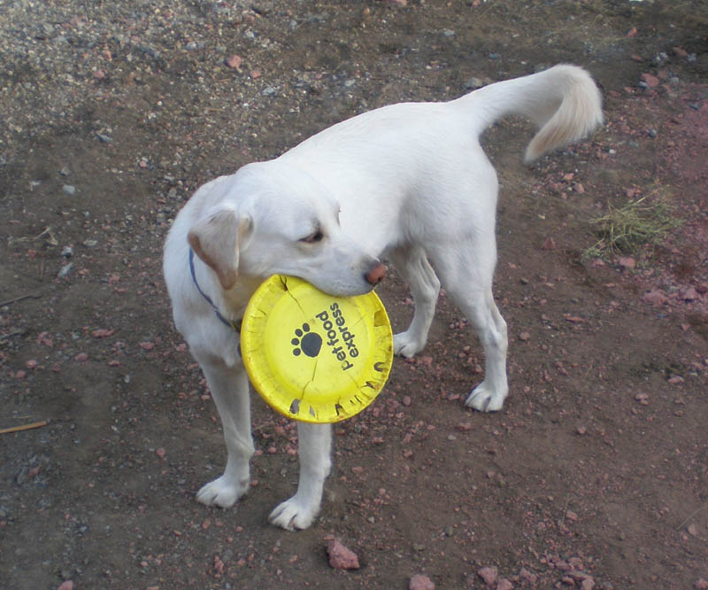 43Helen_and_Sam's_dog_Bill