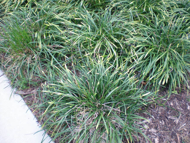 07decorative_plants_no_flash_Nasher_Museum