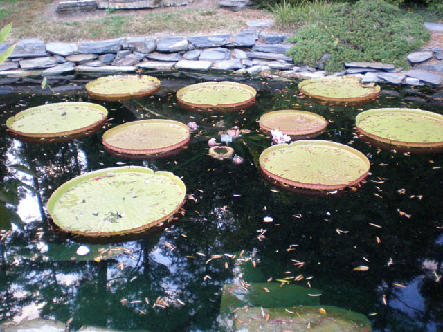 12giant_lilly_pads_Duke_Gardens