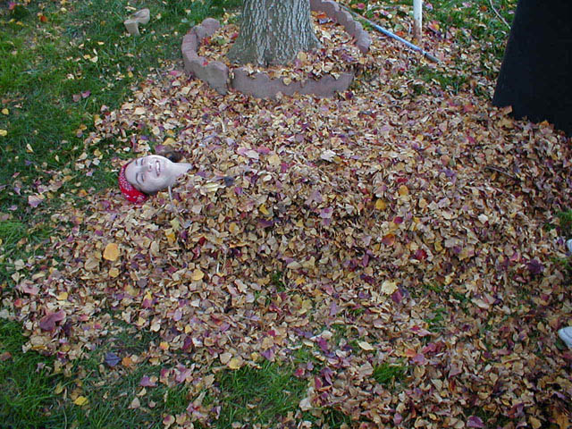 08Baylea_leaves01