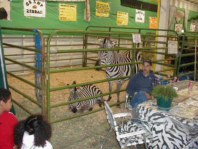 09Zebras