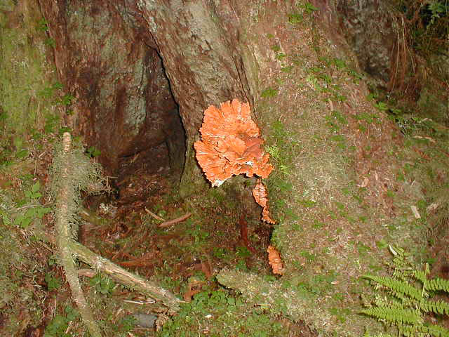 06Orange