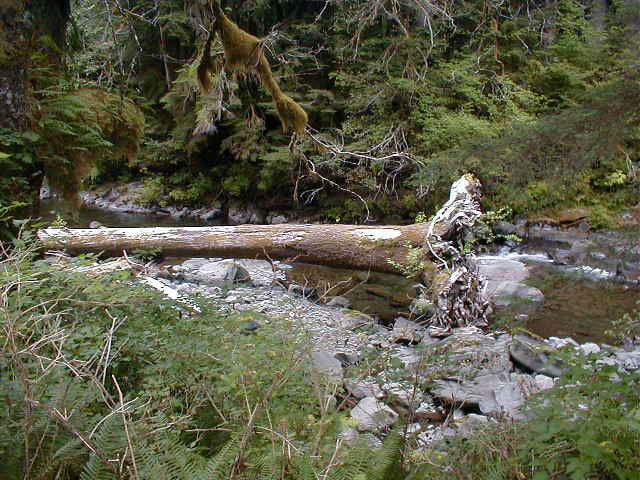 09Tree