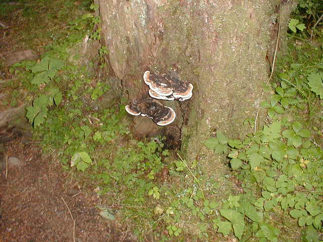 14Tree