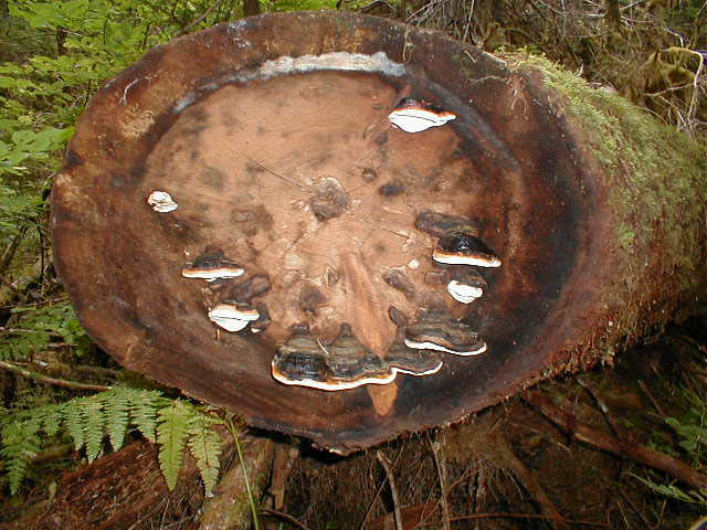 22Tree