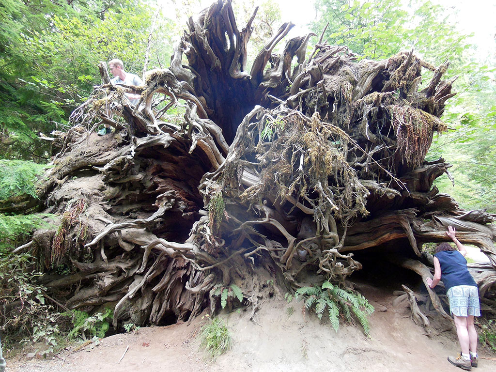 Sue Peeking into Root Ball of Big Cedar