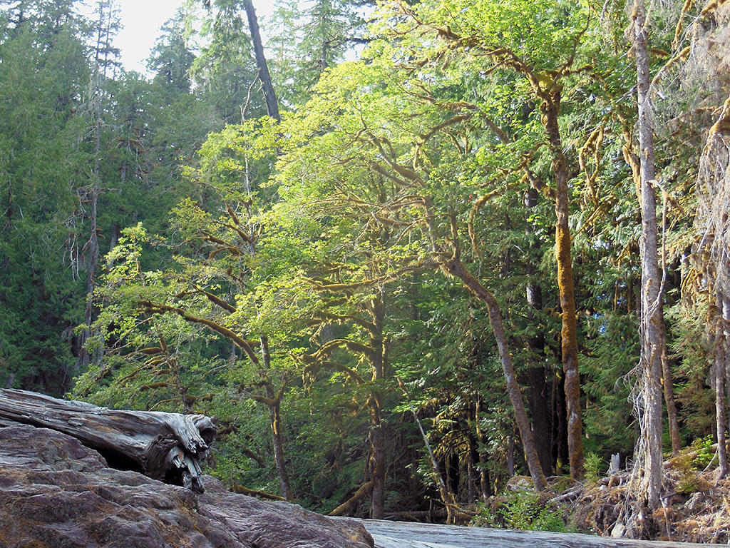 Trees Catching Sunlight