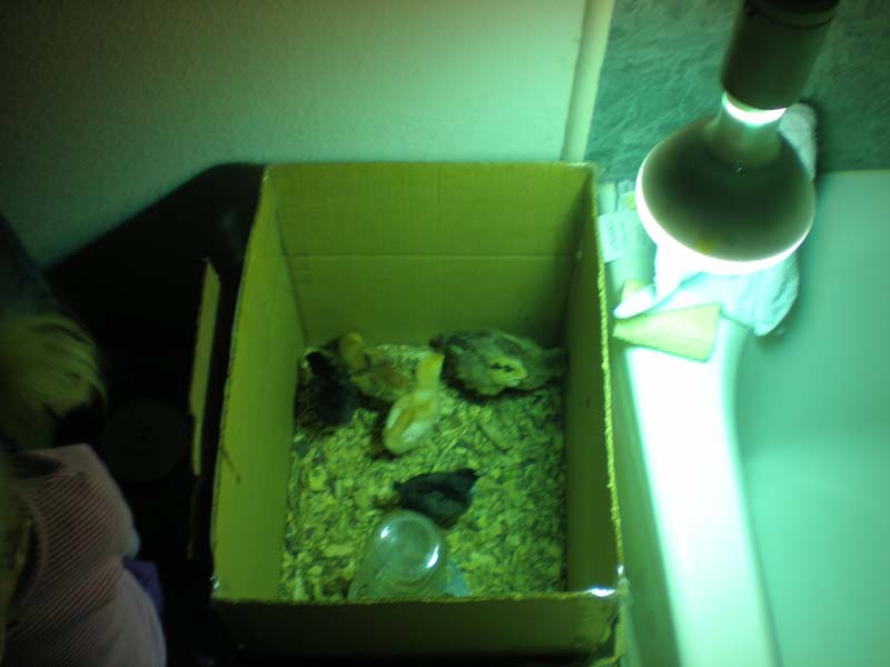 08baby_chicks