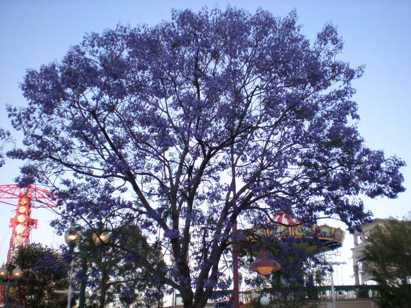 35purple_tree