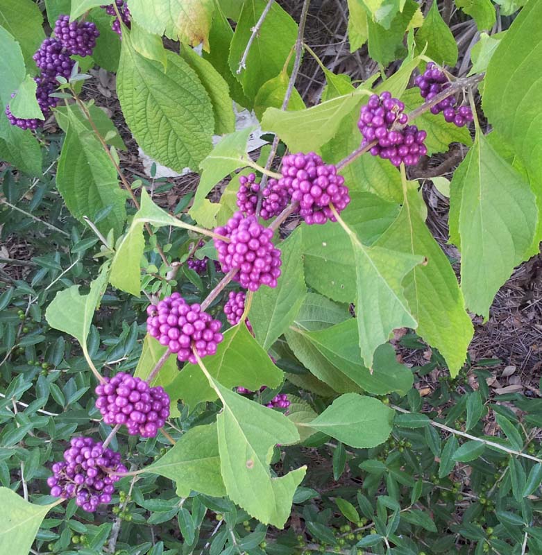 001unknown_berries