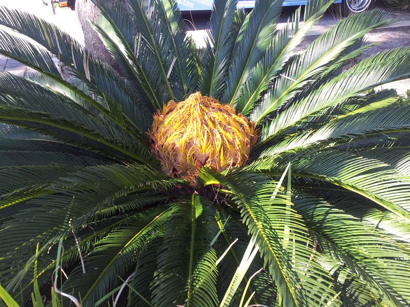 004palm_center