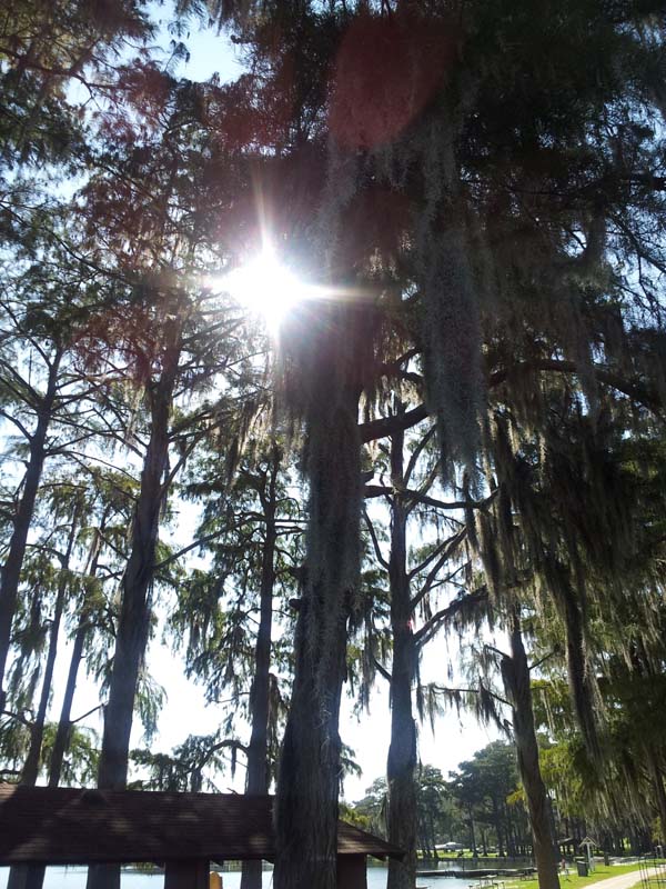 011Spanish_moss