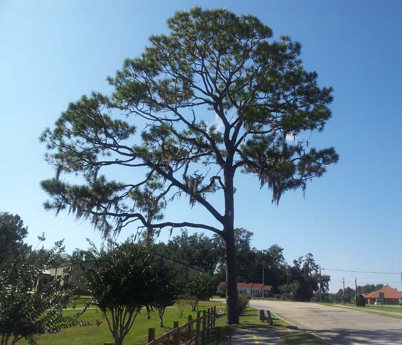 012Florala_tree