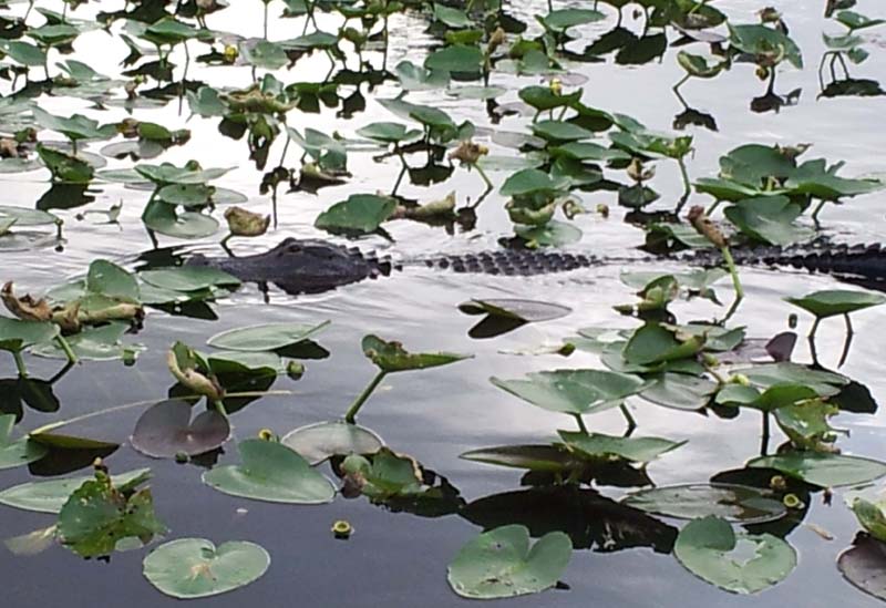 043gator