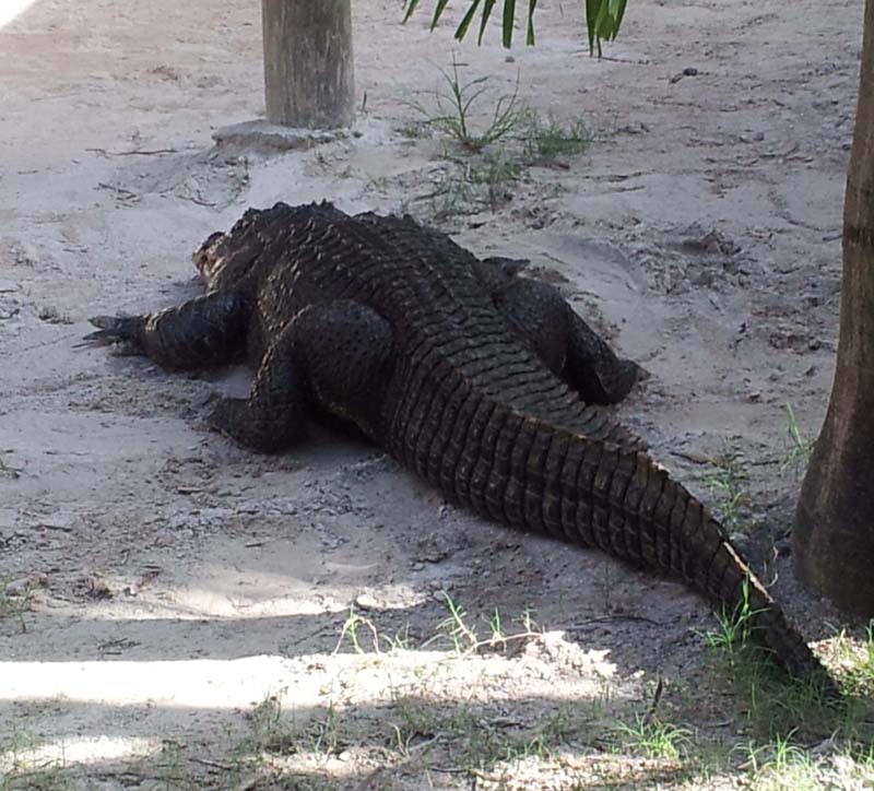 052gator