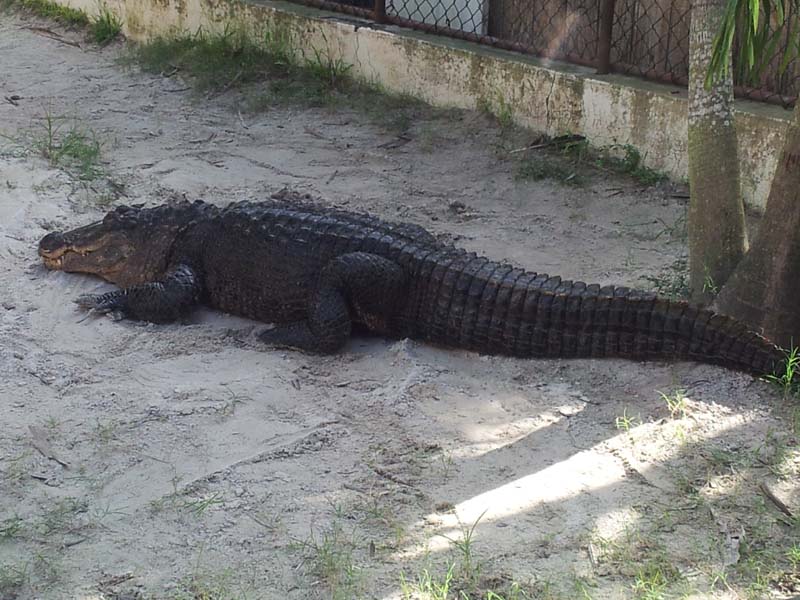 053gator