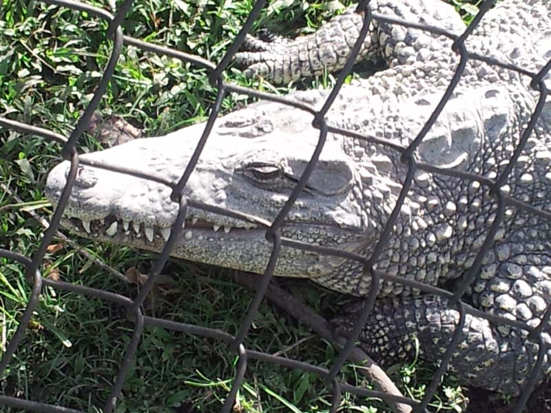 054croc