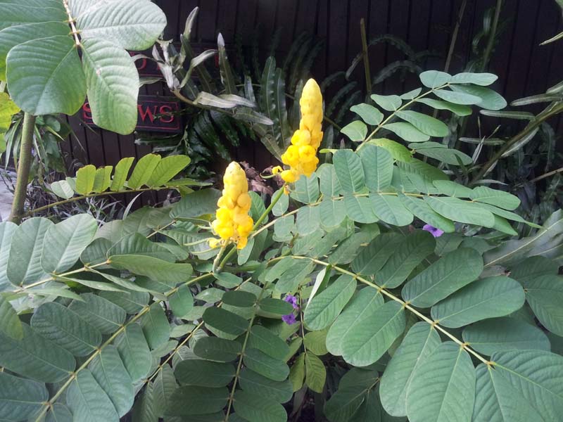 056yellow_flowers