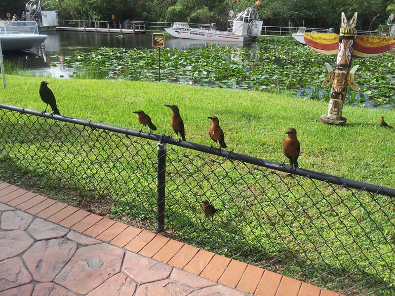 060birds