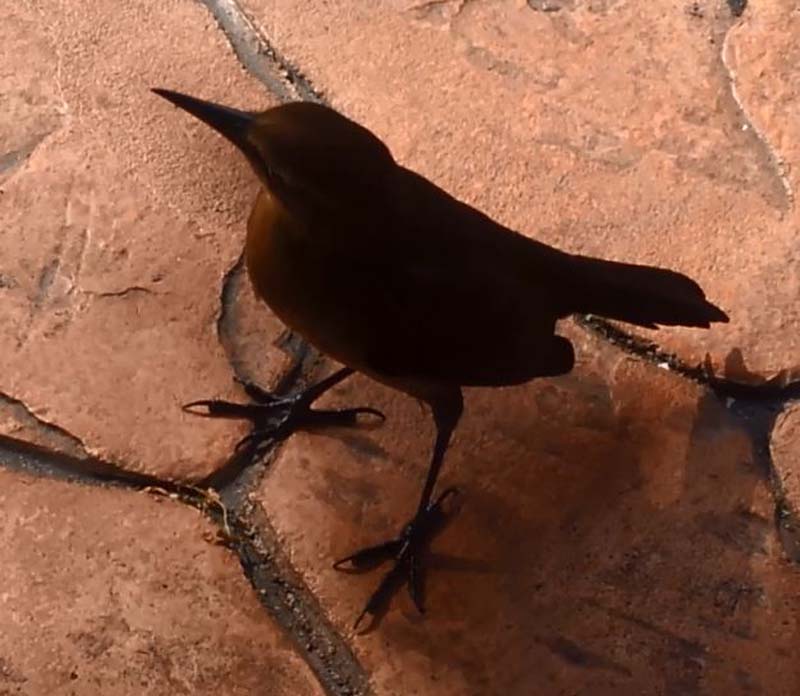 061bird_video