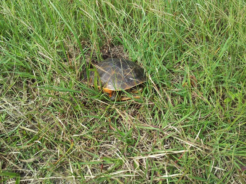 062turtle