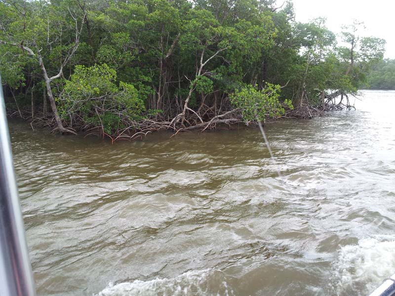 066mangroves_in_estuary