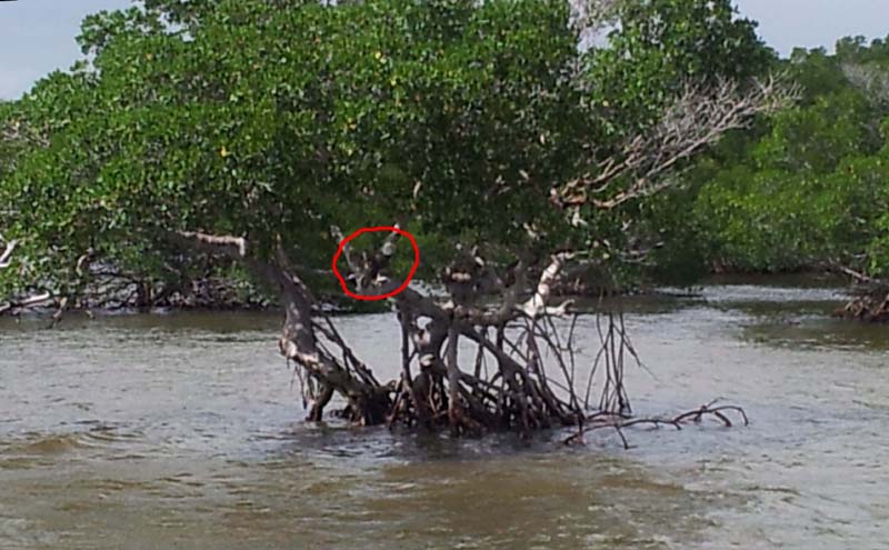 068bald_eagle