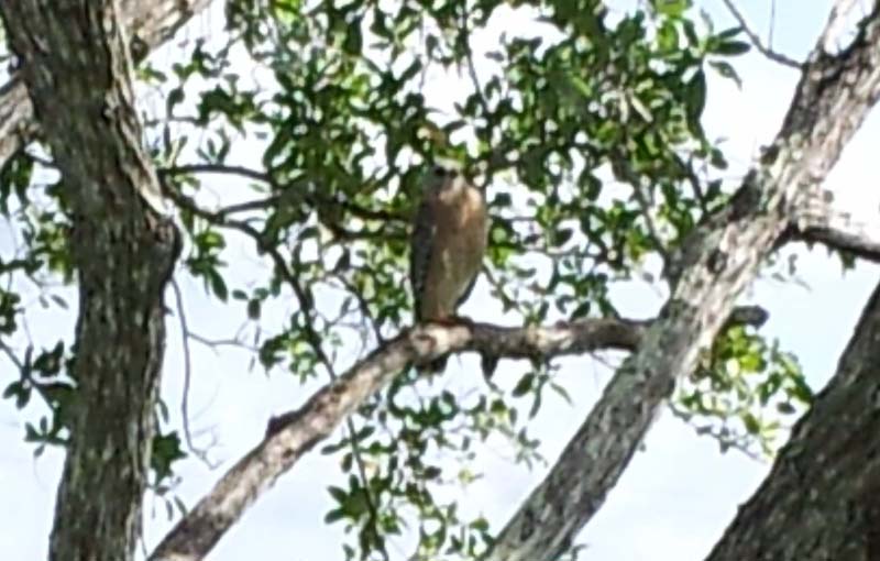 072blurry_hawk_in_tree