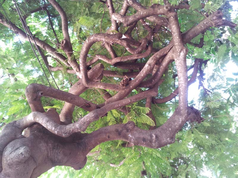 084look_up_into_tree