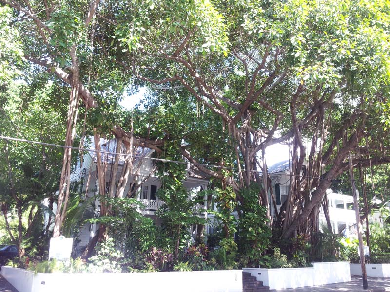 085banyon_tree