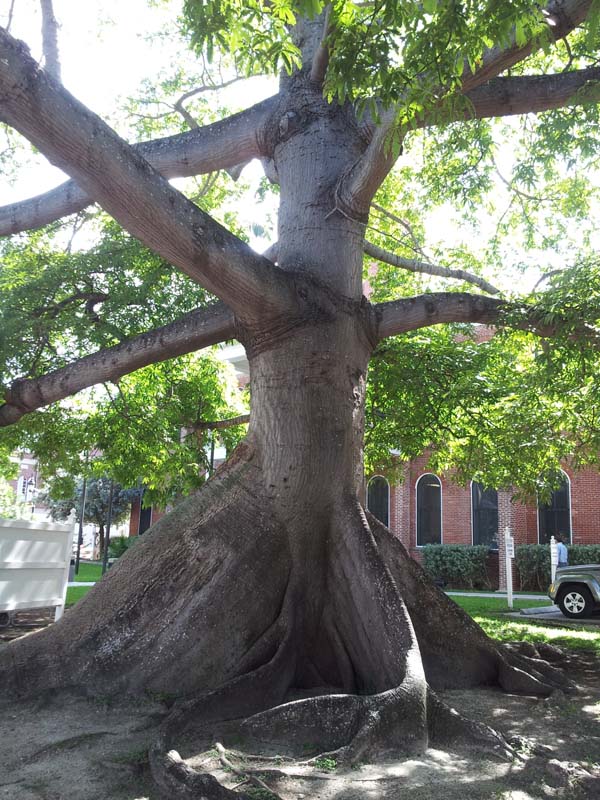 087kapok_tree