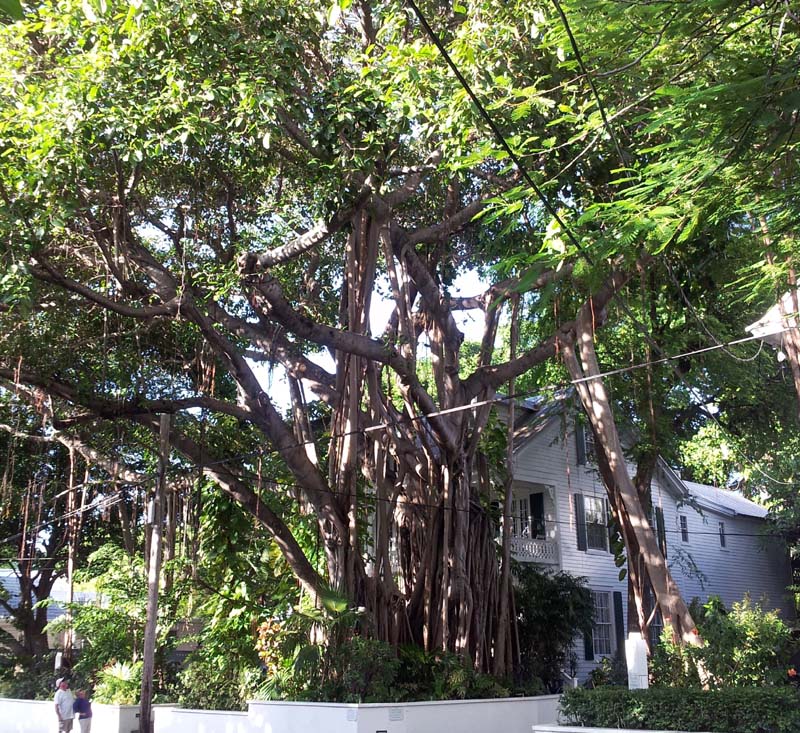 098banyon_tree