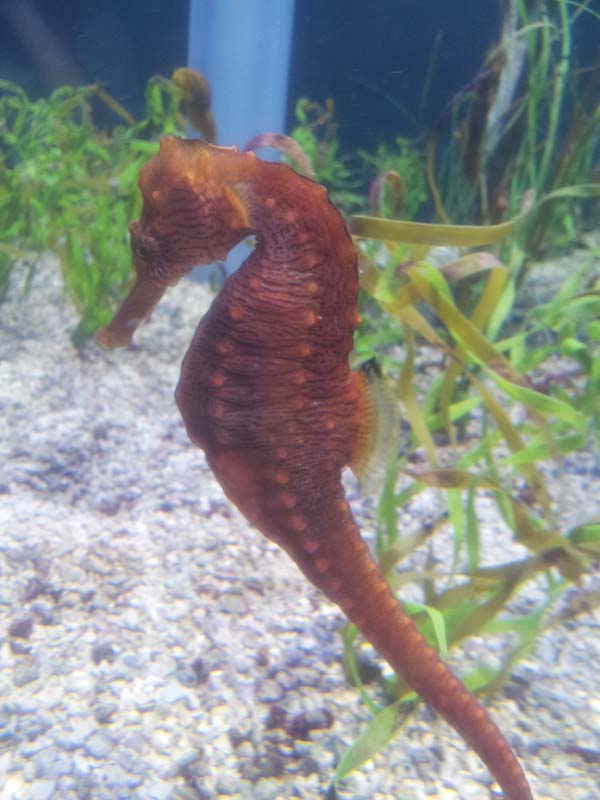 100seahorse