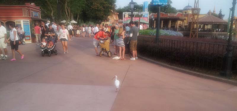 101white_ibis