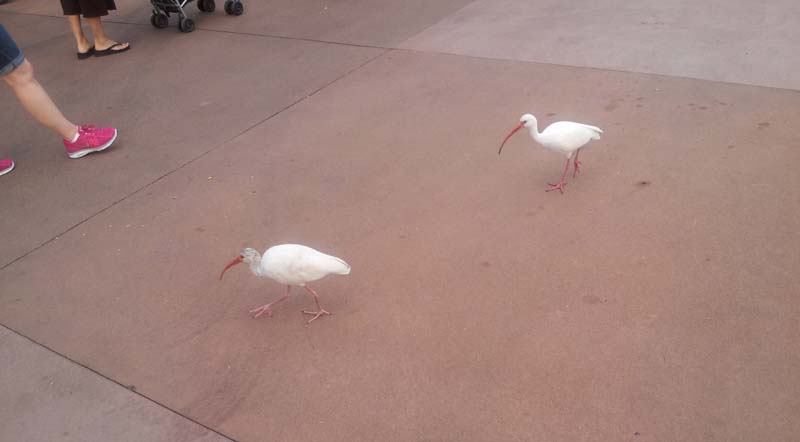 102white_ibis