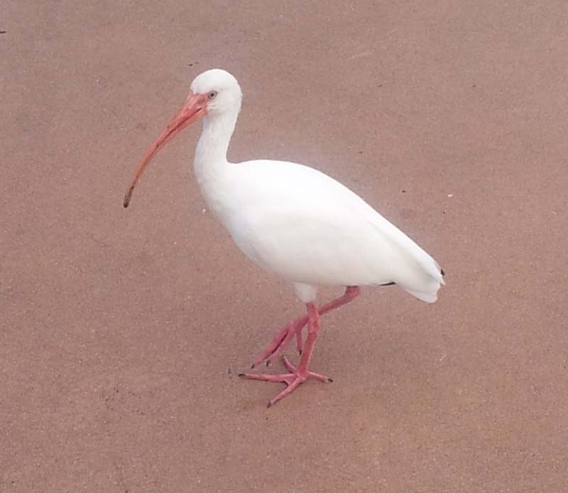 103white_ibis