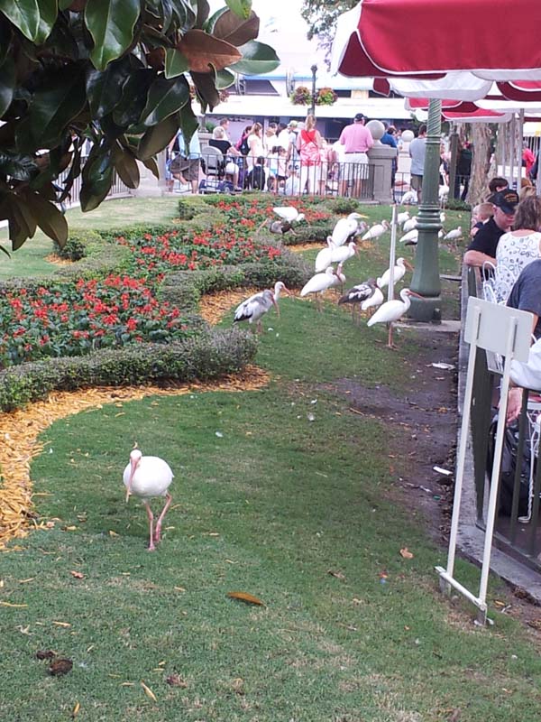 120birds_in_park
