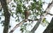 072blurry_hawk_in_tree