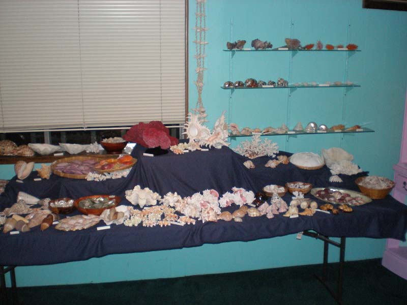 67shells_in_crystal_shop