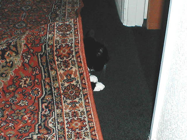 35_March_26_2005