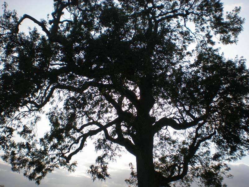 27Tree_Silhouette