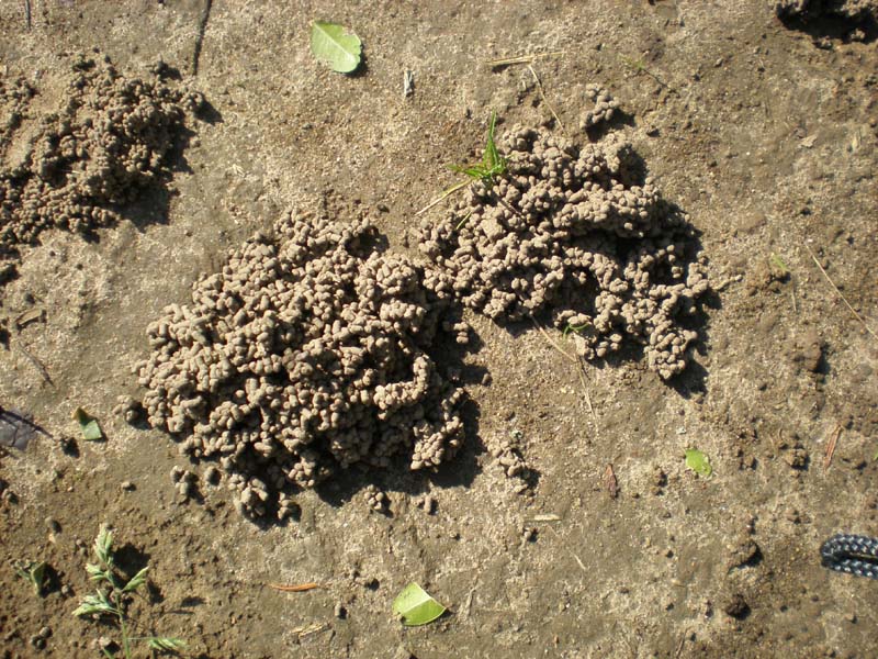 26earthworm_castings