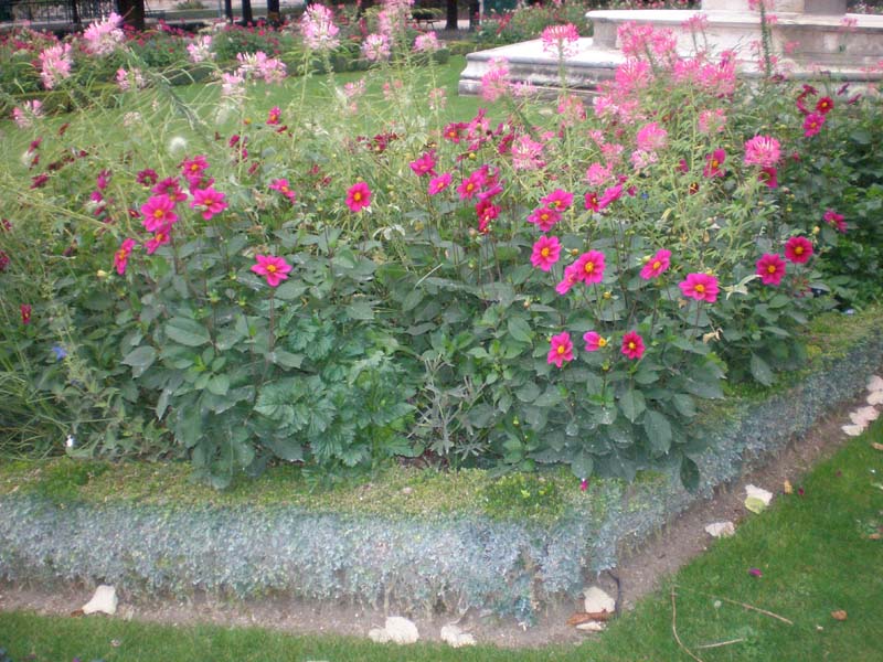 08Notre_Dame_garden_flowers