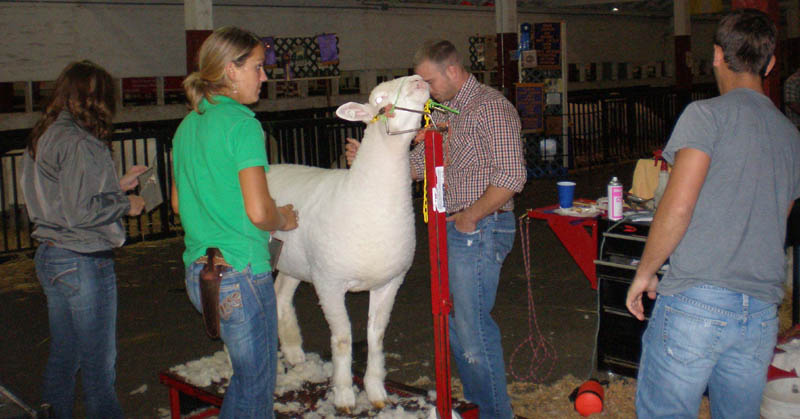 18Sheep_grooming