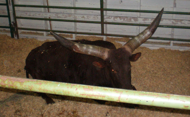 21Huge_horns