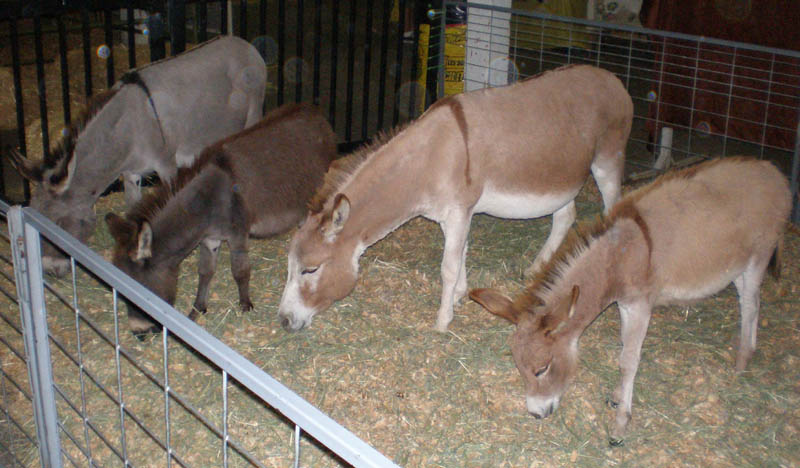 22Donkeys