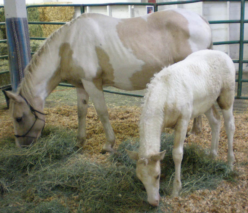 25Mom_and_baby_horse