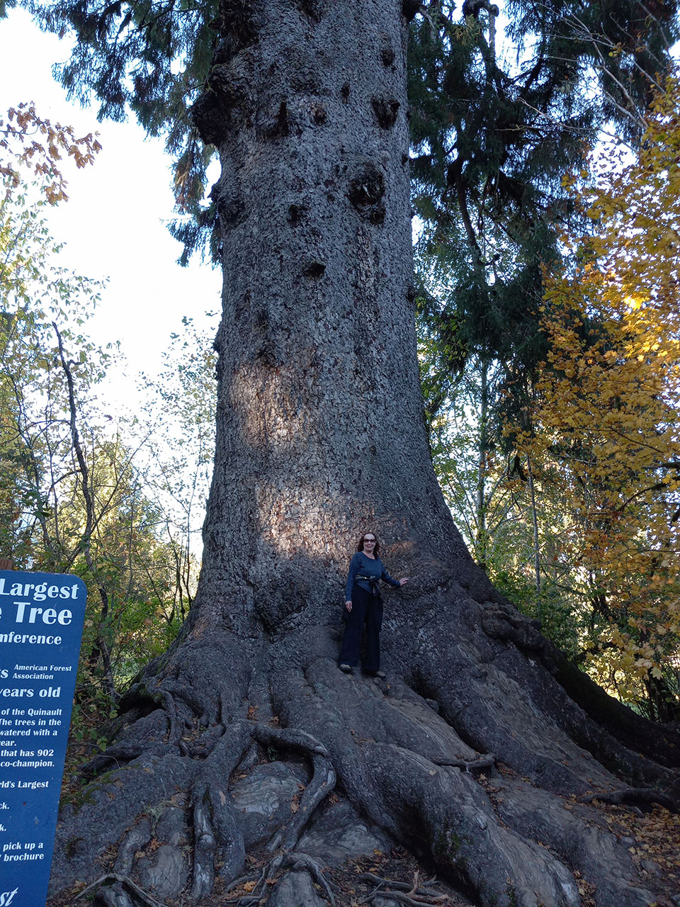 Sue Big Tree 08