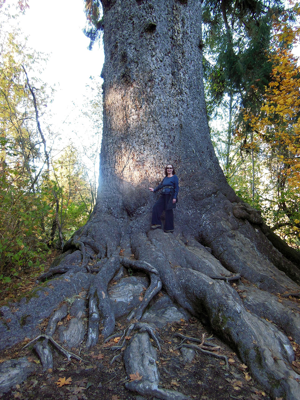 Sue Big Tree 09