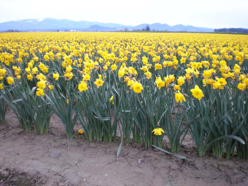 12_daffodils_up_close.JPG